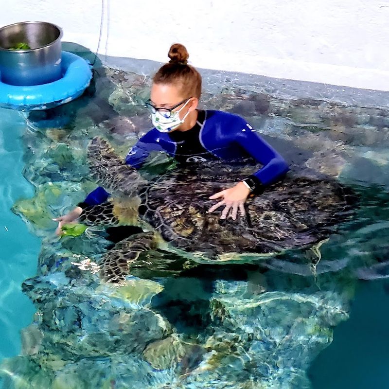 The Working Marine Animal Hospital You Can Actually Walk Through