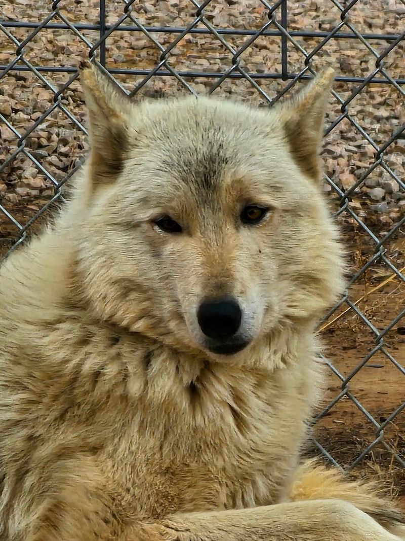 Wild Spirit Wolf Sanctuary &mdash; Ramah, New Mexico