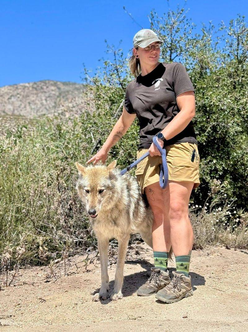 Wolf Connection &mdash; Acton, California