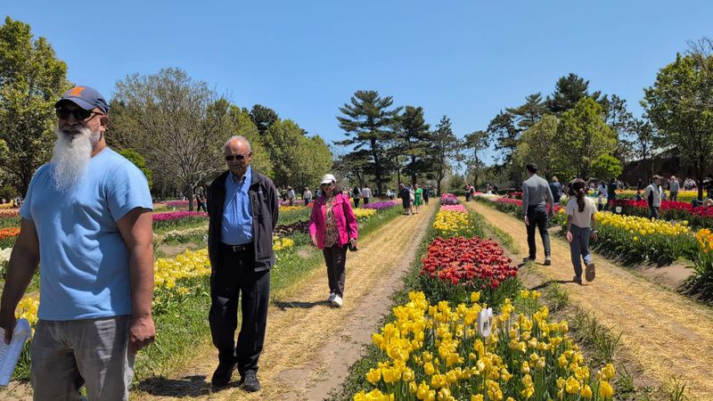 Veldheer Tulip Gardens