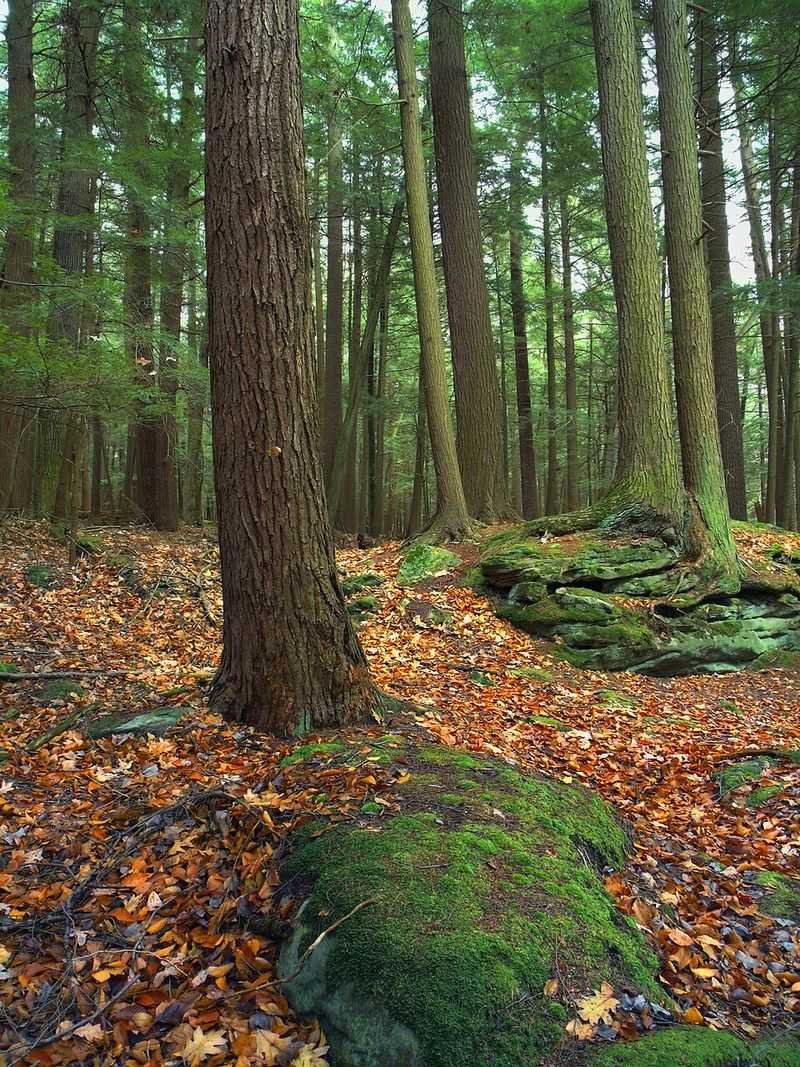 Cook Forest State Park