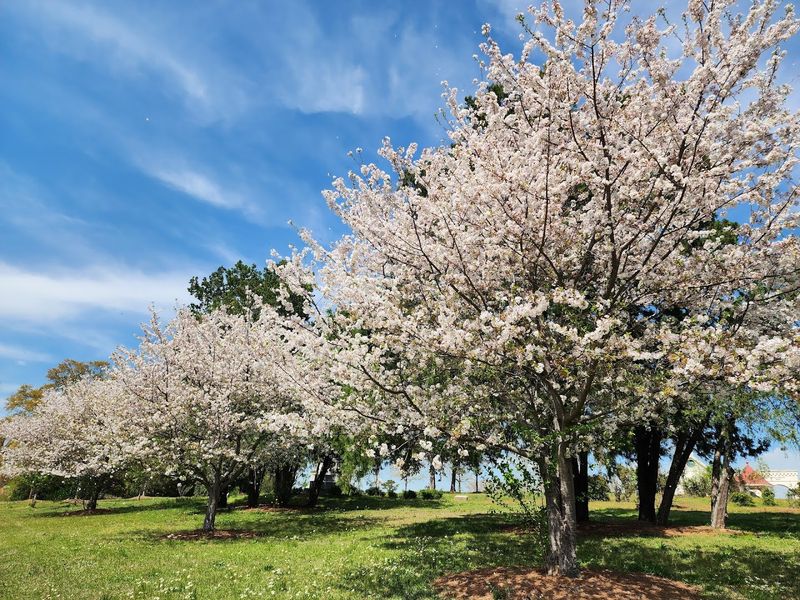 Macon International Cherry Blossom Festival