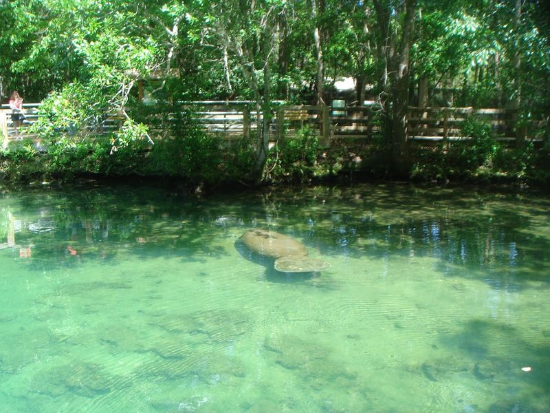 Homosassa &ndash; Manatees and Roadside Florida Nostalgia
