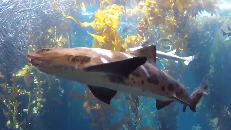 Monterey Bay Aquarium - Monterey, CA