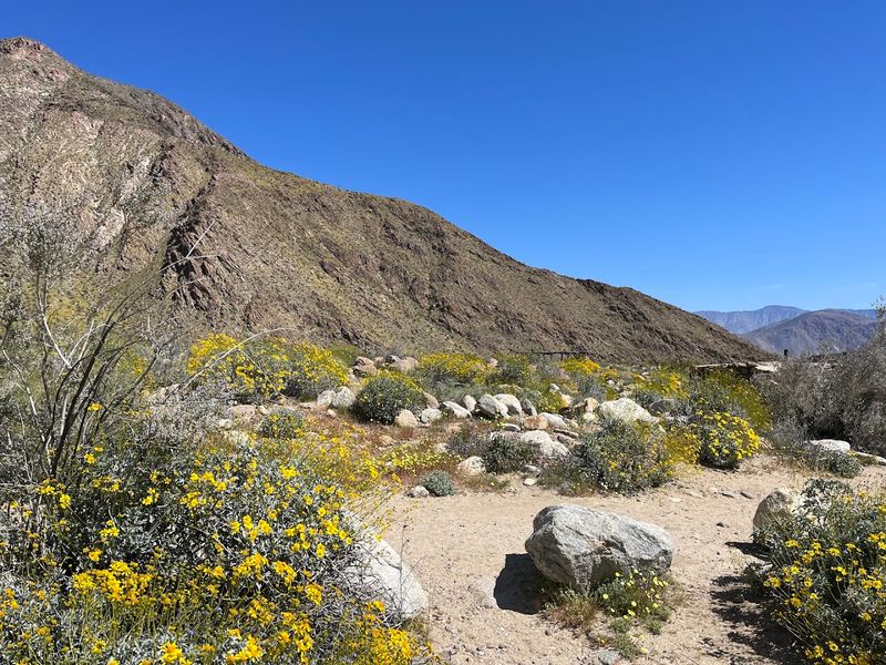 Anza-Borrego: Borrego Palm Canyon Trail