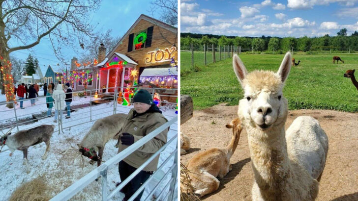 You Can Feed Kangaroos, Ride Camels, And Meet 140 Exotic Animals At This Michigan Orchard Farm