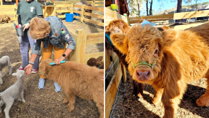 You Can Visit This Florida Caf&eacute; Where Fluffy Cows Are Part Of The Experience