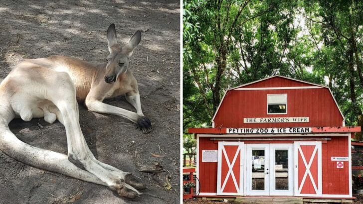 You’ll Find Kangaroos Hopping Around at This Unexpected Farm Experience in Florida