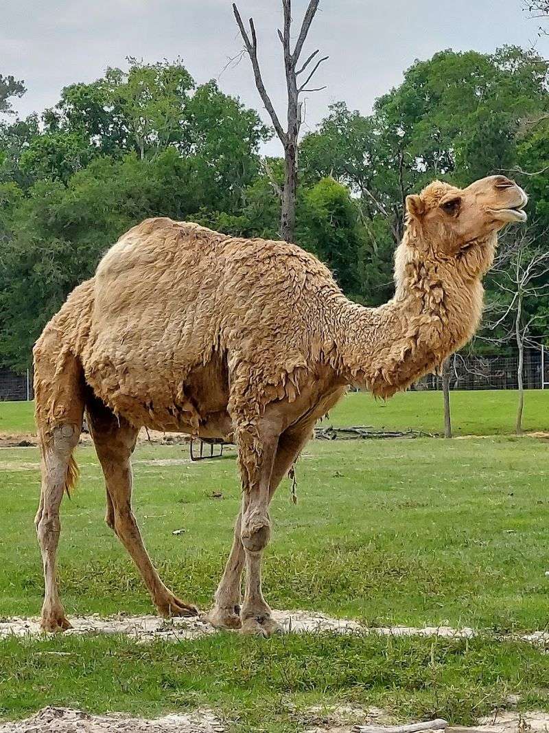 Camel Encounters That Steal the Show