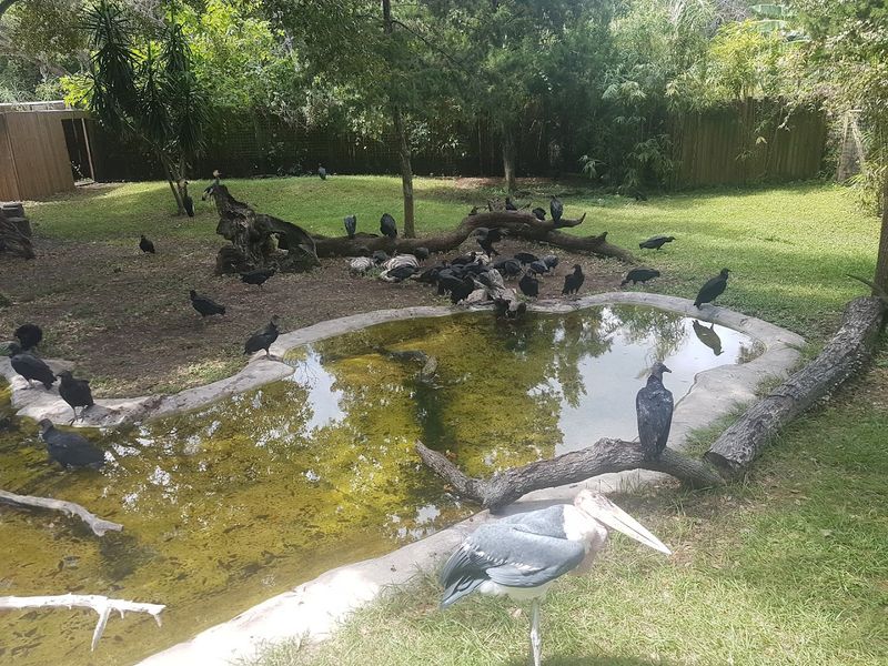 The Incredible Bird Rookery and Nesting Season Magic