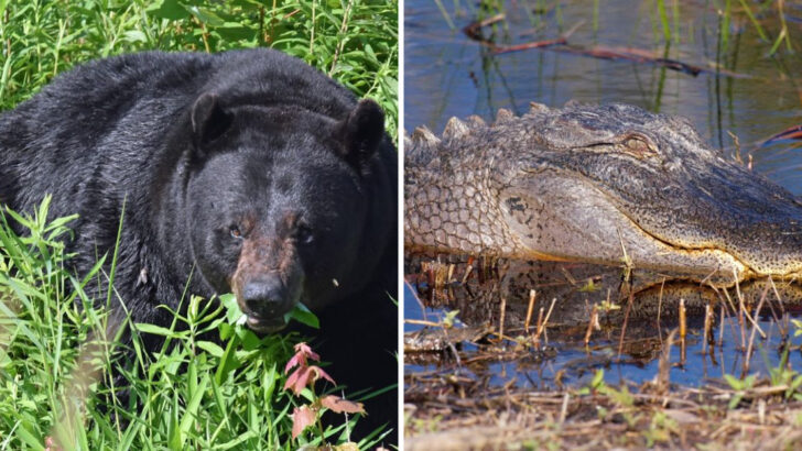 One of the Wildest Places in North Carolina Is a Refuge Where Bears and Alligators Still Roam Freely