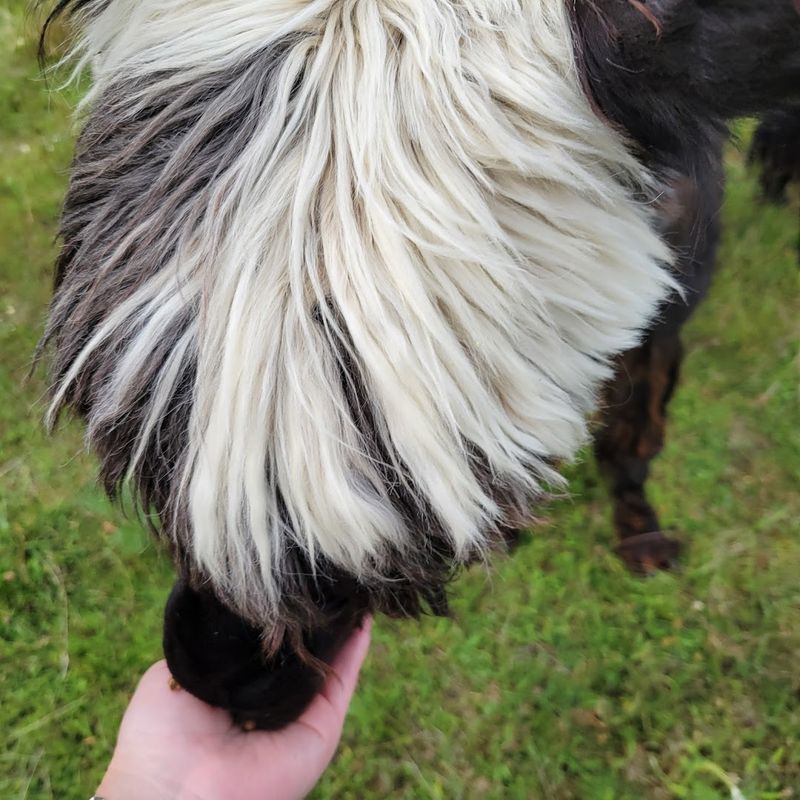K J&rsquo;s Alpaca Ranch (Navarre, OH)