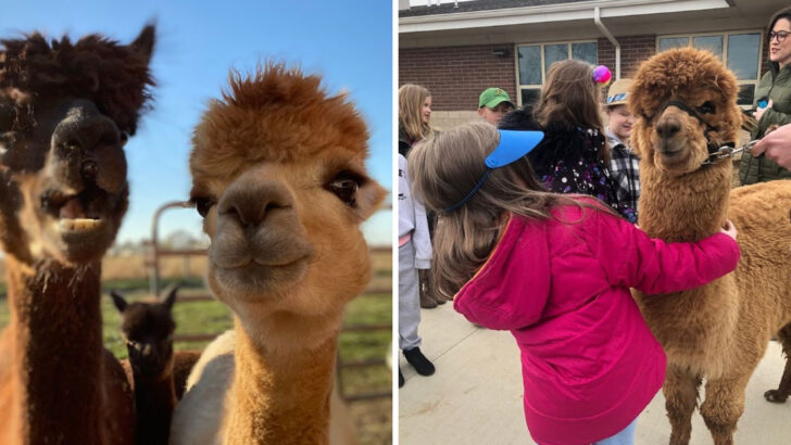 10 Alpaca Farms in Ohio Where The Animals Are Fluffy, Curious, And Impossible Not To Love