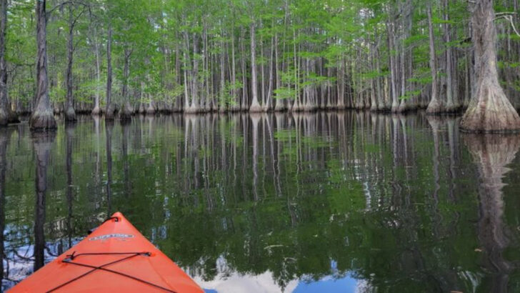 10 Paddle Trails in Georgia That Run Through Some of the Most Scenic Waterways in the Southeast