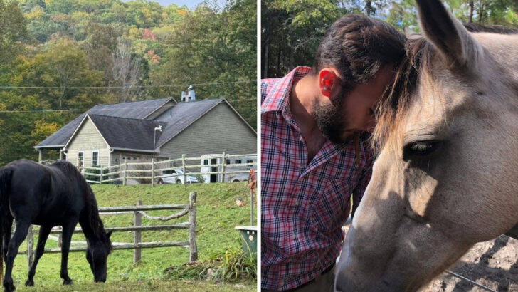 10 Working Horse Farms In North Carolina Where Families Can Enjoy A Real Day At The Stables