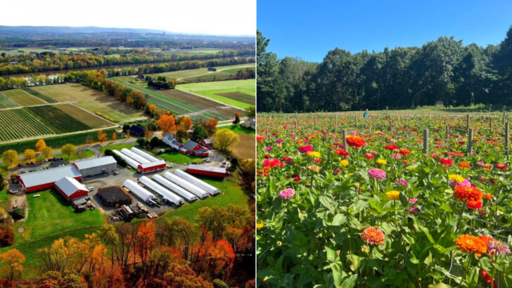 11 Flower Farms In Massachusetts For Fresh Bouquets, Photo-Worthy Fields, And Slow Weekend Wandering