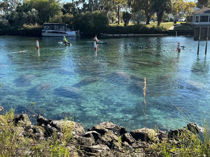 Crystal River and Kings Bay - Crystal River, FL
