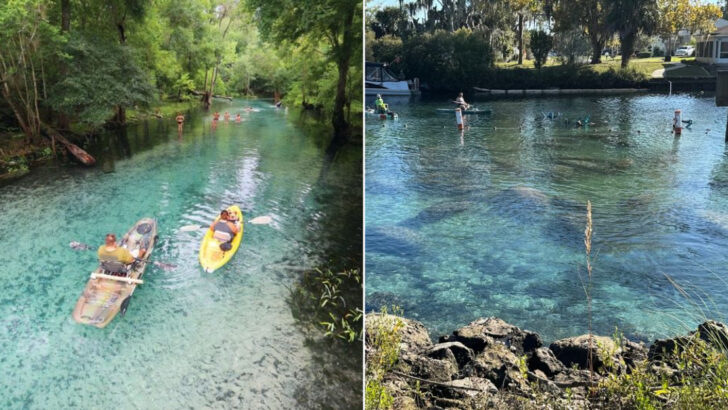 11 Kayak Trails in Florida Where You Might See Manatees, Dolphins, or Bioluminescence