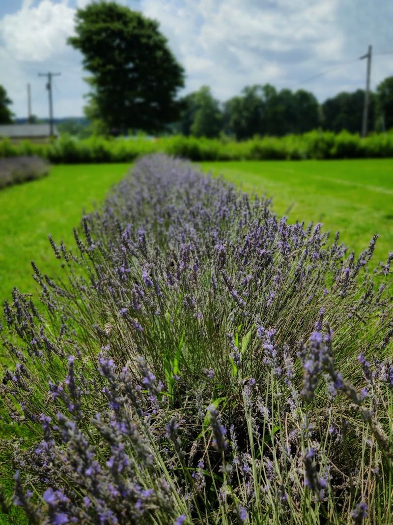 Fairlamb Lavender Farm