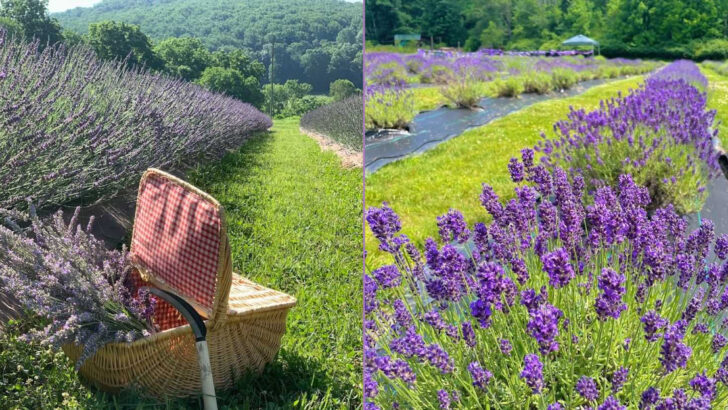 11 Lavender Farms Across Pennsylvania That Turn A Simple Visit Into One Of The Most Relaxing Days Out