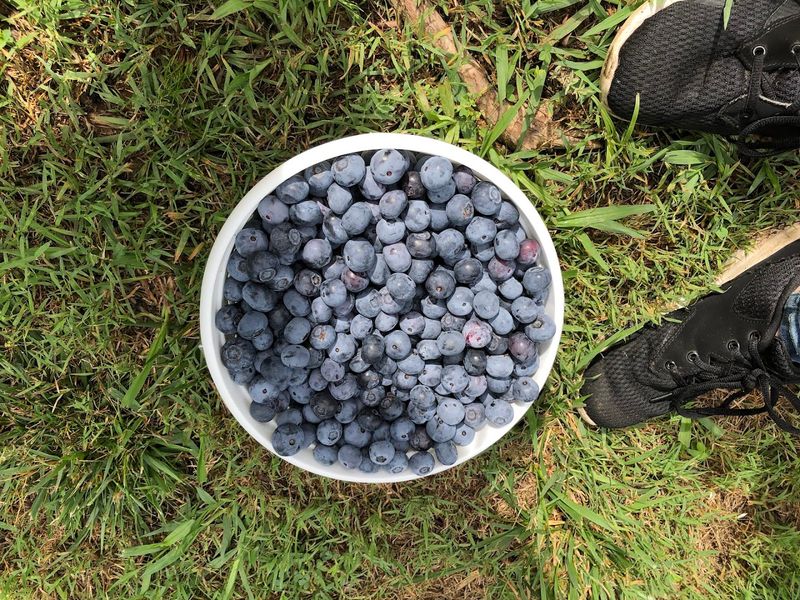 Blueberry Thrill Farm (Gibsonville, NC)