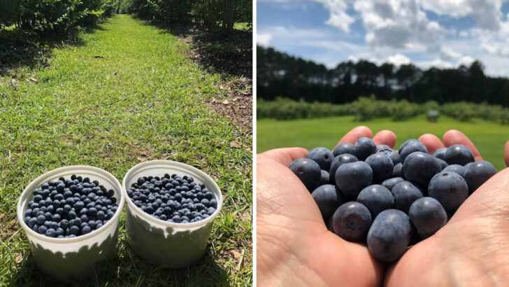 11 North Carolina U-Pick Blueberry Farms That Are Hard to Leave Once You Start Picking