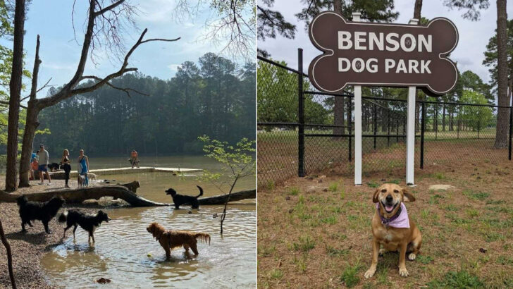 11 Of The Best Dog Parks In North Carolina For A Better Day Out With Your Pup