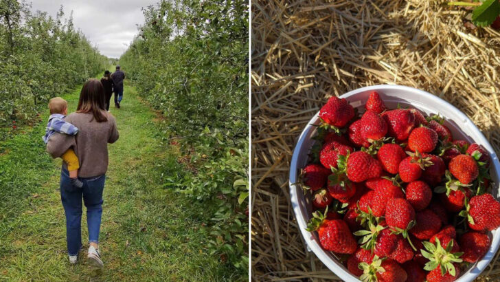 11 Pennsylvania U-Pick Farms Where the Whole Family Leaves With Full Baskets and Full Hearts