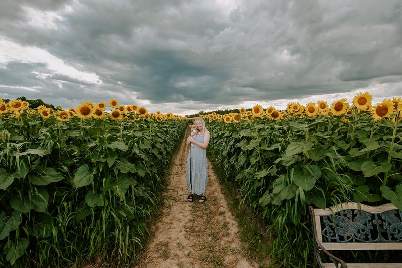 The Suns Flower (Lindsey, Ohio)