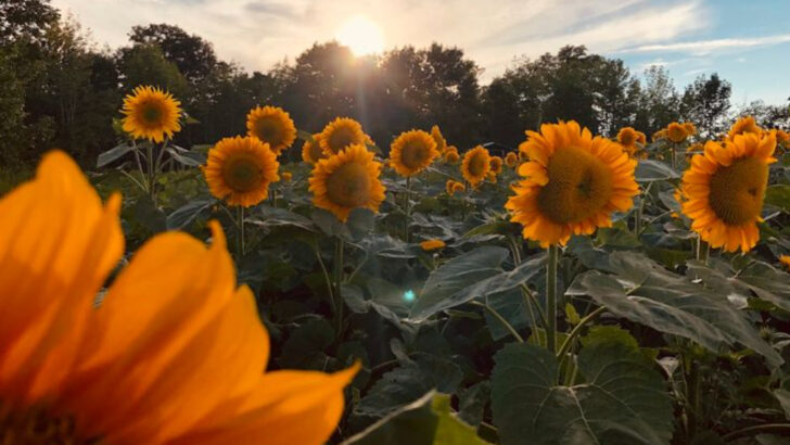 11 Sunflower Fields in Ohio That Turn A Mason Jar Into The Best Souvenir Of The Day