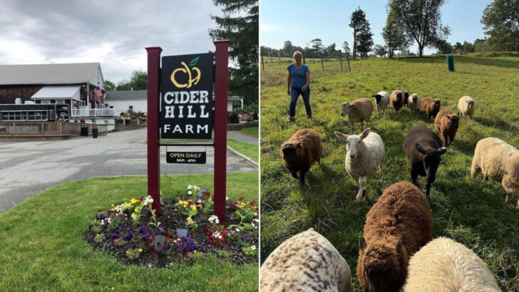 11 Working Farms In Massachusetts Where Fresh Food, Animals, And Country Charm Meet