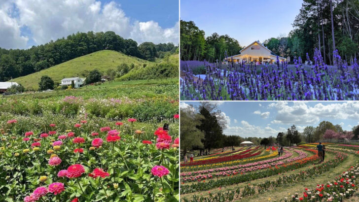 12 Flower Farms To Visit In North Carolina When You Want A Prettier Kind Of Day