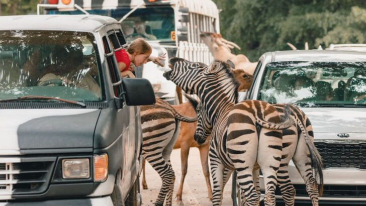 12 Georgia Safaris, Sanctuaries, and Animal Parks Where You Can Meet Giraffes, Zebras, and Other Exotic Animals