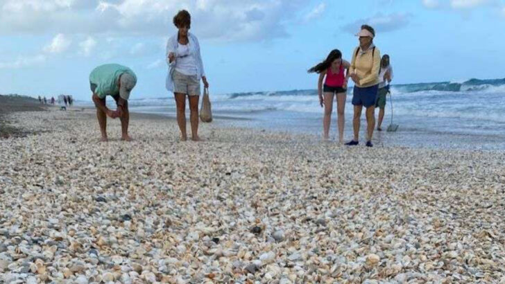 12 Shelling Beaches Across Florida Where Every Walk Along The Sand Gets Interesting