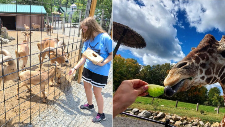 12 Wildlife Parks Across Pennsylvania Where Hand-Feeding The Animals Makes The Visit Unforgettable