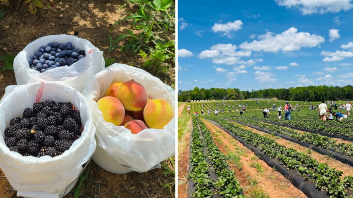 13 Georgia Spots Where You Can Pick Your Own Flowers, Fruit, or Herbs Straight From the Field