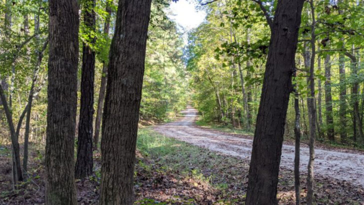 13 Hikes in North Carolina That Are Truly Worth the Effort Ranked From Easy to Challenging