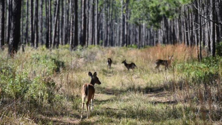 13 State Parks in Florida Where You Can Go Hours Without Seeing Another Visitor and Wildlife Is More Common Than Crowds