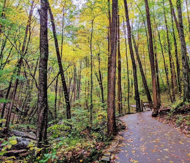 Anna Ruby Falls Trail