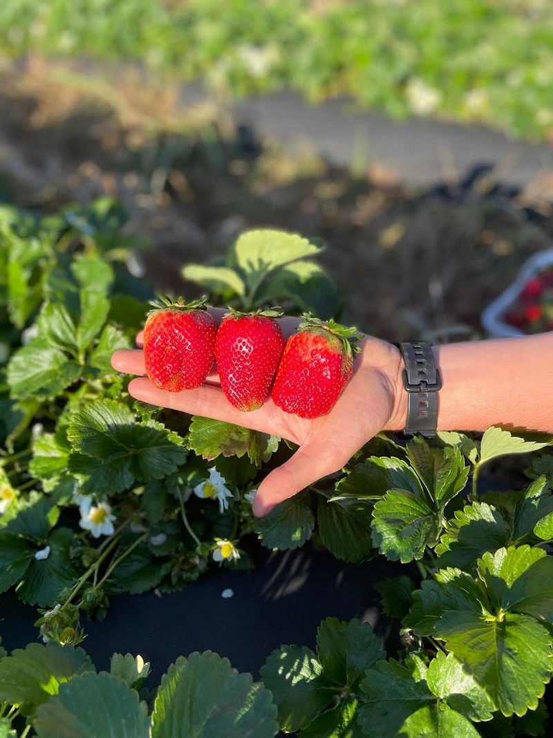 Carrigan Farms (Mooresville)