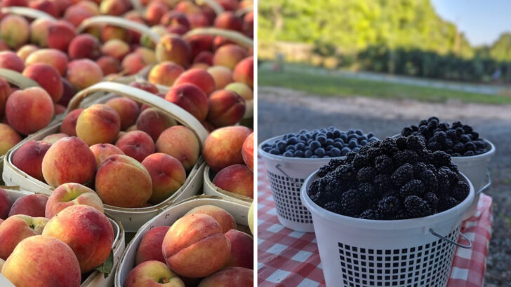 14 Family Farms in North Carolina Where You Can Pick Peaches, Muscadines, or Strawberries Beyond the Usual Apple Orchard Stops