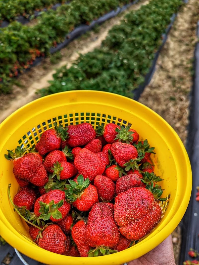 Page Farms (Raleigh)