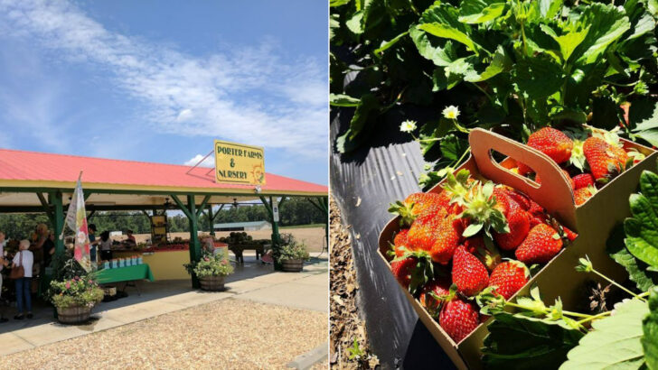 14 Roadside North Carolina Strawberry Stands And U-Pick Farms To Visit Before The Season Ends