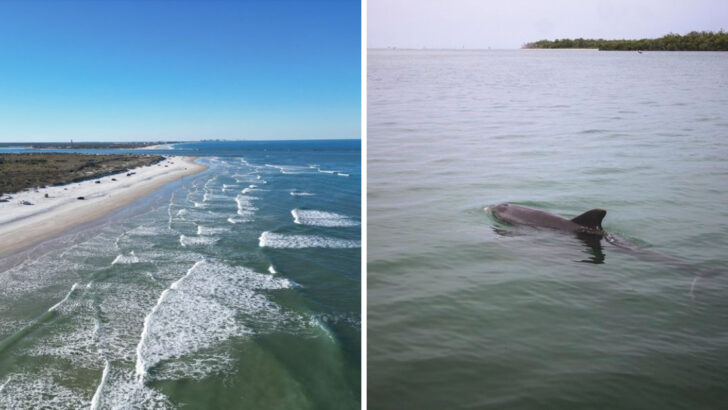 14 Spots in Florida Where Wild Dolphins Show Up on Their Own Without a Tour Boat, a Ticket, or Any Guarantees