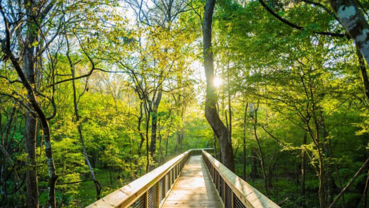 14 Stunning Cypress Swamp Boardwalks In Florida Where The Scenery Does Not Feel Real