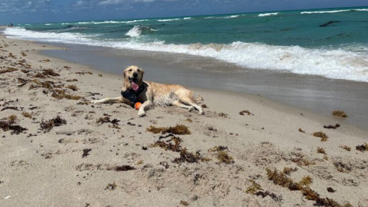 15 Dog-Friendly Florida Beaches, Trails, and Restaurants Your Pup Will Love