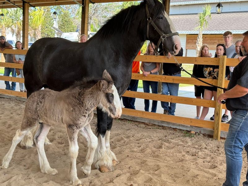 Petting a Baby Clydesdale Up Close