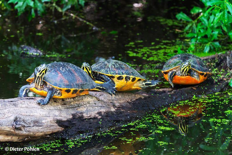 Feels Like a Free Safari Experience