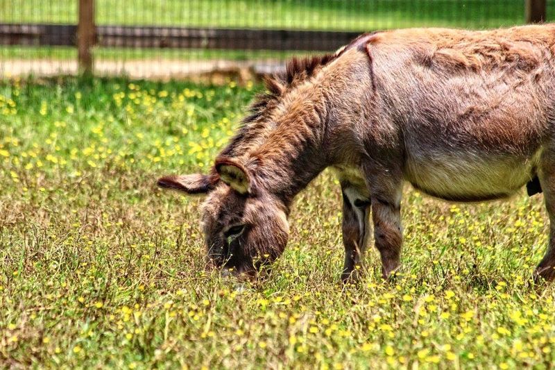 A Mission Focused on Rescue and Rehabilitation