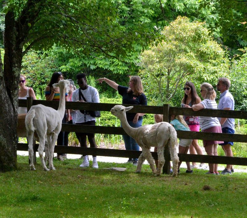 Walking Tours With Alpacas at 4,000 Feet